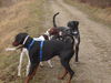 Pointer Foto: amber vom Hirndlbründl, Nemo vom Blasenstein udn henry (ID 36847) Pointer Hund