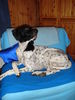Pointer Foto: des pointers liebster PLatz (ID 36842) Pointer Hund