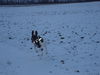 Pointer Foto: Amber mit fliegenden Ohren (ID 36843) Pointer Hund