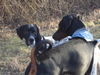 Pointer Foto: anthony of Fillys Hill und sein Freund Nemo vom Blasenstein (ID 36846) Pointer Hund