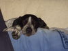 Pointer Foto: Ermis bewacht Baby (ID 24807) Pointer Hund