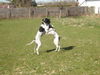 Pointer Foto: Ant&Amber beim *Kampf* (ID 37932) Pointer Hund
