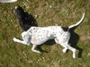 Pointer Foto: Ant beim Strecken (ID 37933) Pointer Hund