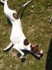 Pointer Foto: Amber vom Hirndlbründl beim ausstrecken (ID 37928) Pointer Hund