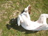 Pointer Foto: amber *bauchiaustreck* (ID 37931) Pointer Hund
