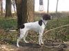 Pointer Foto: Amber im Wald (ID 37934) Pointer Hund