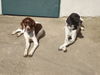 Pointer Foto: Amber und Anthony (ID 37936) Pointer Hund