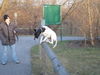 Pointer Foto: springender Pointerbub (ID 36845) Pointer Hund