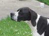 Pointer Foto: Aiko (Fausto von der Haagerleithen) CACA,CACIB, BOB,AP,FWP,Brtr. (ID 5341) Pointer Hund