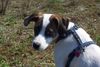 Pointer Foto: Unsere Nala (ID 13192) Pointer Hund