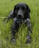 Pointer Foto: Amy ehemals griech. Straßenhund (ID 26762) Pointer Hund