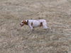Pointer Foto: Amigo bei seiner liebsten Tätigkeit. (ID 27445) Pointer Hund