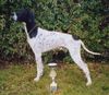 Pointer Foto: Anthony of Fillys Hill (ID 15854) Pointer Hund