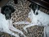 Pointer Foto: Das ist Geschwisterliebe.. Ares & Lili (ID 7357) Pointer Hund