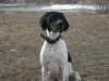 Pointer Foto: Kuckt mal, langsam werd ich erwachsen.. (ID 11229) Pointer Hund