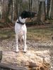 Pointer Foto: Wo sind die nur.....? (ID 10209) Pointer Hund