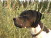 Pointer Foto: Ares' Superblick! (ID 17530) Pointer Hund