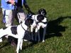 Pointer Foto: Pointerbande... (ID 27614) Pointer Hund