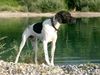 Pointer Foto: Ares (ID 6772) Pointer Hund