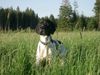 Pointer Foto: Ares bei seiner Jagdausbildung (ID 11864) Pointer Hund