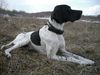 Pointer Foto: Ares nach 3 Std. Vollgas rennen.. puhh.. (ID 9694) Pointer Hund