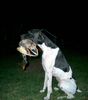Pointer Foto: Ares wie er sich am liebsten sieht..! (ID 13822) Pointer Hund