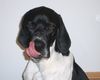 Pointer Foto: Mmhh, so n' Stück Torte hat schon was.. (ID 20370) Pointer Hund
