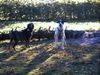 Pointer Foto: Ares findet Elli zum (ID 27613) Pointer Hund