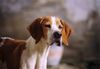 Pointer Foto: Beky of Falconers Dream (ID 15528) Pointer Hund