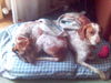Pointer Foto: Probiers mal mit Gemütlichkeit...mit Ruhe und Gemütlichkeit (ID 33034) Pointer Hund