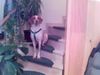 Pointer Foto: ich kann warten... und das sogar soo brav (ID 33035) Pointer Hund