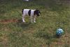 Pointer Foto: Fay (16 Wochen ) (ID 41746) Pointer Hund