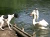 Pointer Foto: Ares am See (ID 8872) Pointer Hund