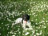 Pointer Foto: Ares...Sommer...Sonnenschein.... (ID 8871) Pointer Hund