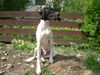 Pointer Foto: Ares 14 monate (ID 6897) Pointer Hund