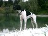 Pointer Foto: Ares 14 monate (ID 6896) Pointer Hund