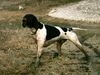 Pointer Foto: Ares 14 Monate (ID 6892) Pointer Hund
