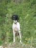 Pointer Foto: wo ist der Hase??? (ID 11283) Pointer Hund