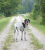 Pointer Foto: CORA - Meine Pointerdame (ID 35066) Pointer Hund