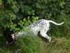 Pointer Foto: CORA - Meine Pointerdame (ID 35067) Pointer Hund