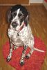 Pointer Foto: CORA - Meine Pointerdame (ID 35068) Pointer Hund