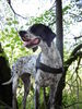 Pointer Foto: CORA - Meine Pointerdame (ID 35063) Pointer Hund