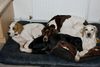 Pointer Foto: Worlds End Pointer+Clayponds saress (ID 44045) Pointer Hund