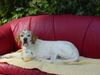 Pointer Foto: Wo bleiben Sie denn, Dr. Freud? (ID 12155) Pointer Hund