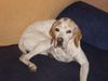 Pointer Foto: couch-hunter (ID 12154) Pointer Hund