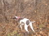 Pointer Foto: Amber (ID 40613) Pointer Hund