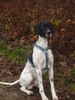 Pointer Foto: Ant (ID 40615) Pointer Hund
