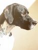 Pointer Foto: Anthony/World's End Pointers (ID 42488) Pointer Hund
