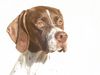 Pointer Foto: AMBER/World\'s End Pointers (ID 42489) Pointer Hund