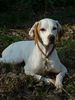 Pointer Foto: Worlds End Aurora Snow Angel (ID 44043) Pointer Hund